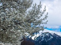 Spring Flowering Tree 3-28-2017.jpg