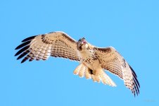 Redtail-230.jpg
