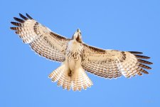 Redtail-232.jpg