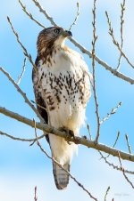 Redtail-237.jpg