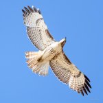 Redtail-231.jpg