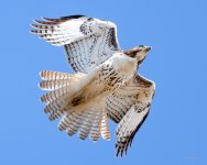 Redtail-233.jpg