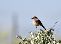 ROY_1426.JPG