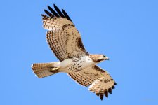 Redtail-234.jpg