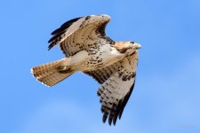 Redtail-235.jpg