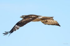 Redtail-236.jpg