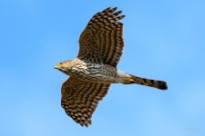 CoopersHawk-201.jpg