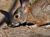 Rabbit2.jpg