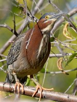 GreenHeron4.jpg