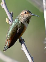 Hummer.jpg