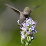 Hummer34.jpg
