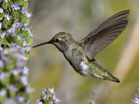 Hummer38.jpg