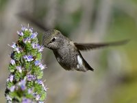 Hummer40.jpg