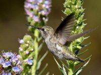 Hummer49.jpg
