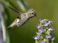 Hummer58.jpg