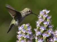 Hummer33.jpg