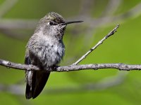 Hummer50.jpg