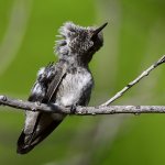 Hummer54.jpg
