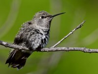 Hummer57.jpg