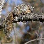 Squirrel5.jpg