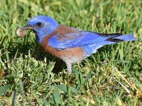 Bluebird2.jpg