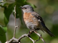 Bluebird5.jpg