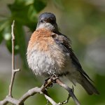Bluebird8.jpg