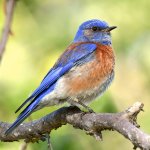 Bluebird14.jpg