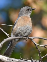 Bluebird15.jpg