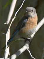 Bluebird18.jpg