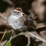 Sparrow12.jpg