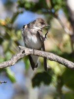 Swallow2.jpg