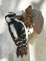 Woodpecker.jpg