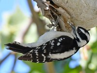 Woodpecker8.jpg