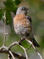 Bluebird6.jpg