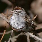 Sparrow13.jpg