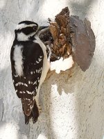 Woodpecker2.jpg