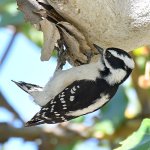 Woodpecker6.jpg