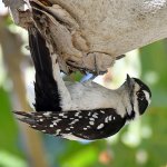 Woodpecker10.jpg