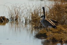 DSC_3675+Jesse Lake 1st walk 2017-0018.jpg