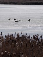 DSC_3769+Jesse Lake 1st walk 2017-0002.jpg