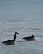 DSC_3783+Jesse Lake 1st walk 2017-0001.jpg