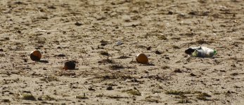 4-2-17-cr__D7K6260.jpg