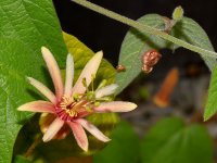 Passiflora.jpg