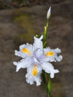 Iris.jpg