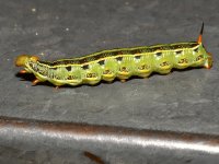Caterpillar4.jpg