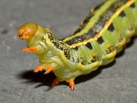 Caterpillar.jpg