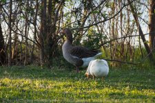 Nikonites-D500-1.jpg