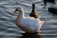 Nikonites-D500-2.jpg