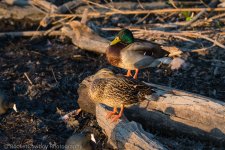 Nikonites-D500-3.jpg